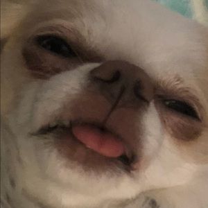 Meet your Posher, Sofia